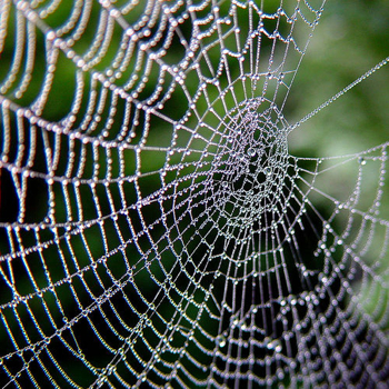 Build a Spider Web
