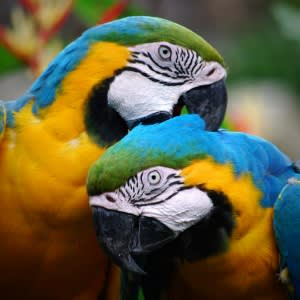 Colorful_Parrots_Couple