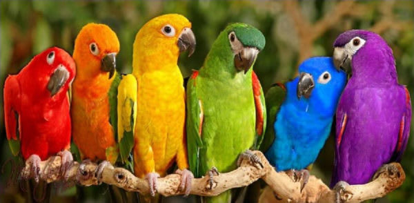 parrots
