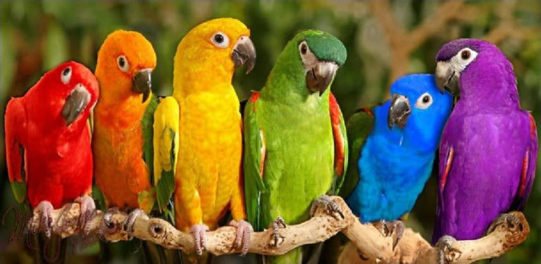 Most People Are Parrots