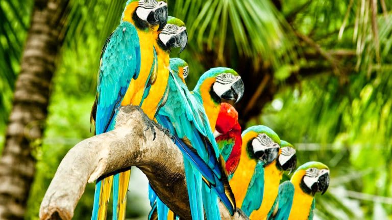 Are You A Culture Parrot?